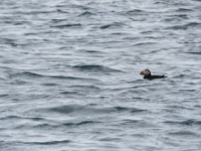 Puffins are a little challenging to photograph because they're so fast and tiny. The second your boat gets too close, they speed in the opposite direction.