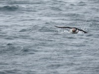 A spooked puffin ready for liftoff.
